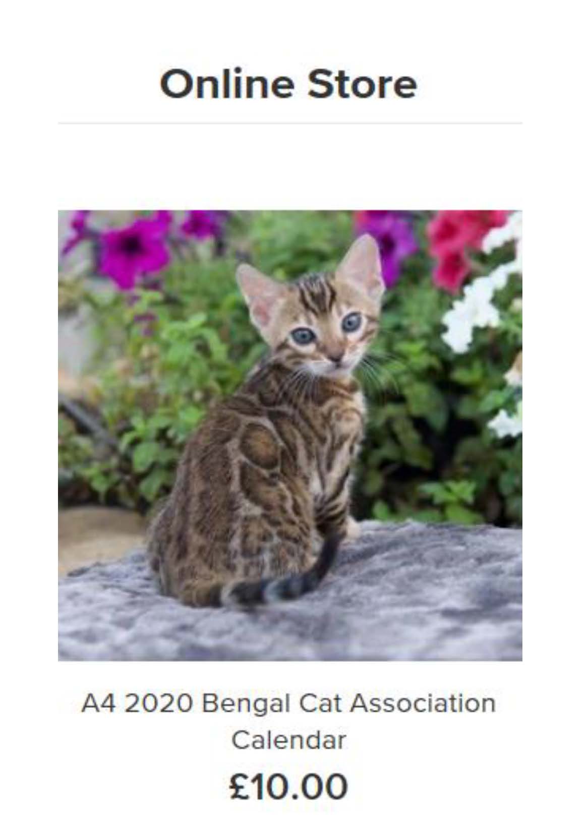 Bengal Cat Association Bengal Cat New Bengal Cat Breed Club